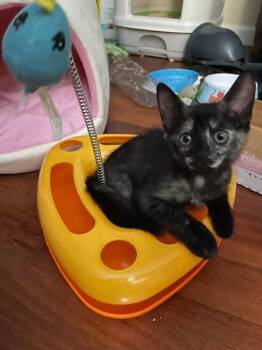 Domestic Short Hair Cats Available for Adoption - Umbreon | PetCurious