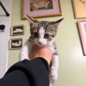 Domestic Medium Hair Cats Available for Adoption in Escondido, California - Rooster | PetCurious