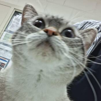 Domestic Short Hair Cats Available for Adoption in Murray, Utah - Oni | PetCurious