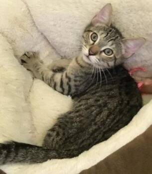 Ash - PSP Foster Home -  Domestic Short Hair Cat for Adoption in Oakland Park, Florida - Ash - PSP Foster Home | PetCurious