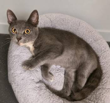 Spice -  Domestic Short Hair Cat for Adoption in Evansville, Indiana - Spice | PetCurious