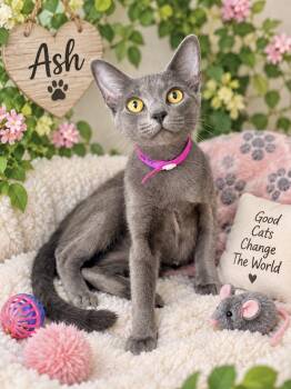 Ash -  Russian Blue and Domestic Short Hair Cat for Adoption in Tavares, Florida - Ash | PetCurious