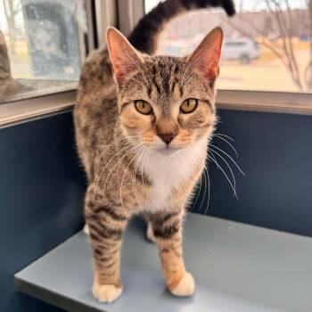 Domestic Short Hair Cats Available for Adoption - Alexis | PetCurious