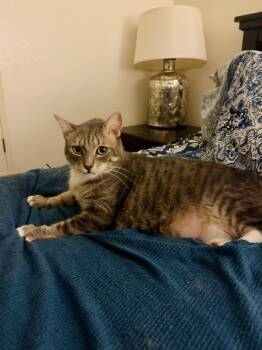 Rescue Domestic Short Hair Cats for Adoption in Chandler, Arizona - Carden Bleu | PetCurious