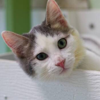 Venkman -  Domestic Short Hair Cat for Adoption in Zimmerman, Minnesota - Venkman | PetCurious