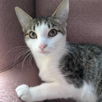 Cosmic Brownie -  Domestic Short Hair Cat for Adoption in Fairfax Station, Virginia - Cosmic Brownie | PetCurious