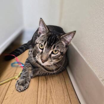 Rory -  Domestic Short Hair Cat for Adoption in Woodstock, Illinois - Rory | PetCurious