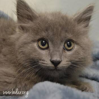Jalapeno -  Domestic Long Hair Cat for Adoption in Cheyenne, Wyoming - Jalapeno | PetCurious
