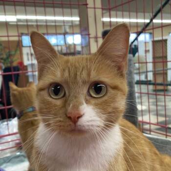 Rescue Domestic Short Hair Cats for Adoption in Union, Missouri - Nala - CCCR-Stray-3793 | PetCurious
