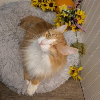 Suzuki & Mercedes Bonded pair -  Domestic Short Hair Cat for Adoption in Eaton Rapids, Michigan - Suzuki & Mercedes Bonded Pair | PetCurious