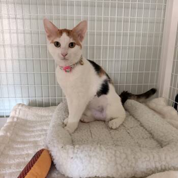 Seashell -  Domestic Short Hair Cat for Adoption in Suffolk, Virginia - Seashell | PetCurious
