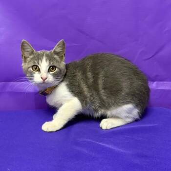 Amber 2 -  Domestic Short Hair Cat for Adoption in North Myrtle Beach, South Carolina - Amber 2 | PetCurious
