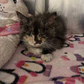 Starcrunch -  Domestic Medium Hair Cat for Adoption in Kanab, Utah - Starcrunch | PetCurious