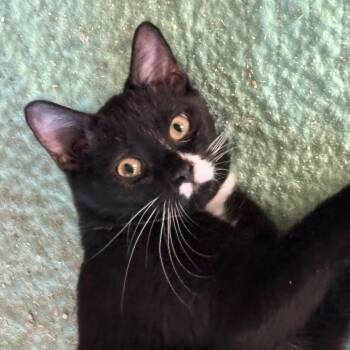 Rescue Domestic Short Hair Cats for Adoption in Beaufort, South Carolina - Theo | PetCurious