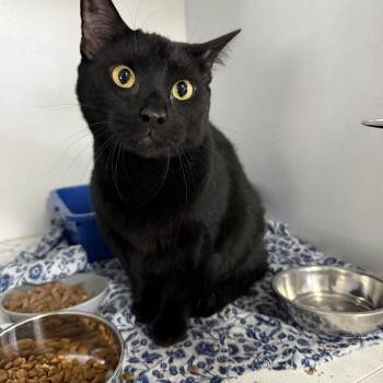 Tiny -  Domestic Short Hair Cat for Adoption in Columbia, South Carolina - Tiny | PetCurious