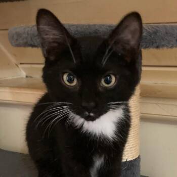 India - Perfect Little Kitten -  Tuxedo Cat for Adoption in Hoquiam, Washington - India - Perfect Little Kitten | PetCurious