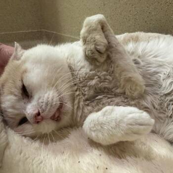 Domestic Short Hair Cats Available for Adoption in Pekin, Illinois - Wreck - It Ralph | PetCurious