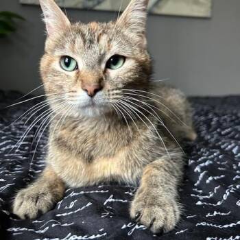 Domestic Short Hair Cats Available for Adoption - Yuna 1124 DW | PetCurious