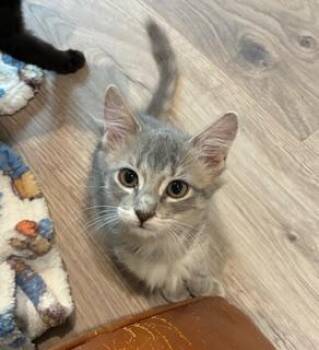 Hacksaw -  Domestic Medium Hair Cat for Adoption in Houston, Texas - Hacksaw | PetCurious