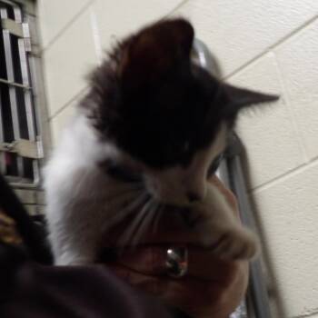 Charlie -  Domestic Short Hair Cat for Adoption in New York, New York - Charlie | PetCurious