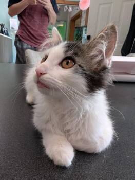 Gizmo -  Domestic Medium Hair Cat for Adoption in Adrian, Michigan - Gizmo | PetCurious