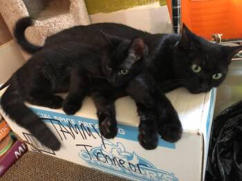 Eclipse -  Domestic Short Hair Cat for Adoption in Cromwell, Kentucky - Eclipse | PetCurious