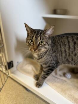 Rescue Domestic Short Hair Cats for Adoption in Harbor Springs, Michigan - Mushu | PetCurious