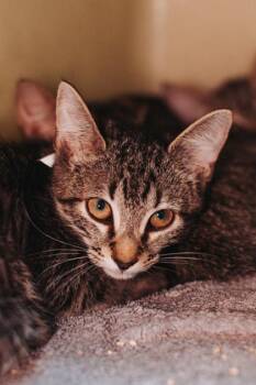 93064A Pubert Addams-PetSmart Mt. Pleasant -  Domestic Short Hair Cat for Adoption in North Charleston, South Carolina - 93064A Pubert Addams-PetSmart Mt. Pleasant | PetCurious