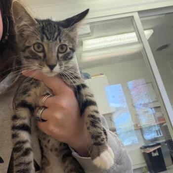 Domestic Short Hair Cats Available for Adoption in Morristown, Vermont - Spyro | PetCurious