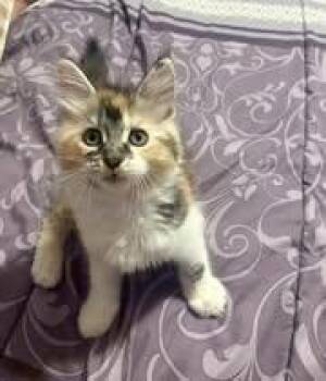 Domestic Medium Hair Cats Available for Adoption in Manhattan, Kansas - Sapphire | PetCurious