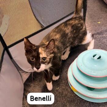 Benelli -  Tortoiseshell Cat for Adoption in Hazlet, New Jersey - Benelli | PetCurious