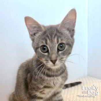 Flora -  Domestic Short Hair Cat for Adoption in Washington, District Of Columbia - Flora | PetCurious
