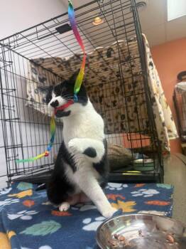 Toto -  Domestic Short Hair Cat for Adoption in Hartville, Ohio - Toto | PetCurious
