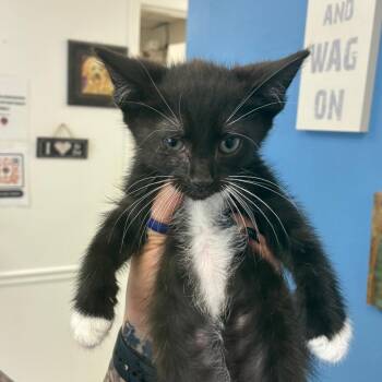 Jack -  Domestic Short Hair Cat for Adoption in Birmingham, Alabama - Jack | PetCurious