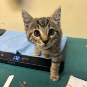 Franklin -  Domestic Short Hair Cat for Adoption in Pasadena, California - Franklin | PetCurious
