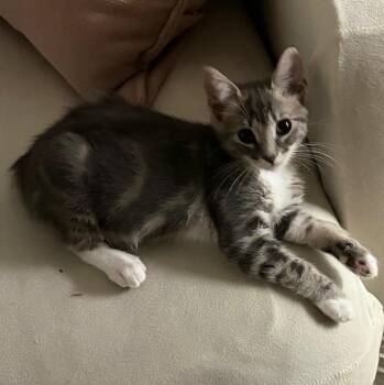 Flapjack Jr -  Domestic Short Hair Cat for Adoption in Davis, California - Flapjack Jr | PetCurious