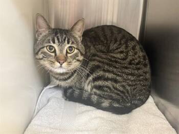 BARN PAPAS -  Domestic Short Hair Cat for Adoption in Colorado Springs, Colorado - BARN PAPAS | PetCurious