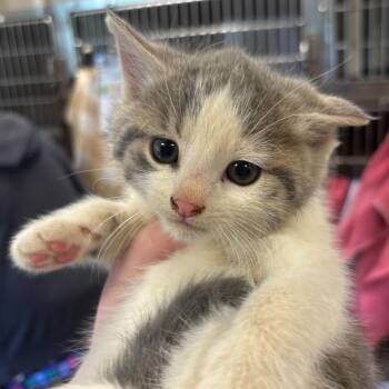 Cactus Jack (Bonded w/ Mankind) -  Domestic Short Hair Cat for Adoption in Wilmington, Delaware - Cactus Jack (Bonded W/ Mankind) | PetCurious