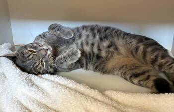 Clark -  Domestic Short Hair Cat for Adoption in Elmsford, New York - Clark | PetCurious