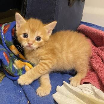 Domestic Short Hair Cats Available for Adoption - Peppermint Bark | PetCurious