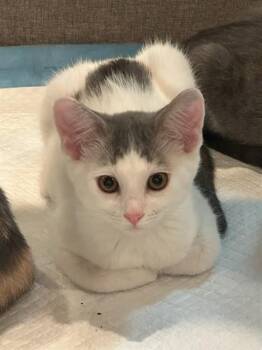 DIAMOND -  Domestic Short Hair Cat for Adoption in San Jose, California - DIAMOND | PetCurious