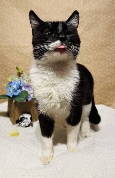 Domestic Short Hair Cats Available for Adoption in Groveland, Massachusetts - Lucy | PetCurious