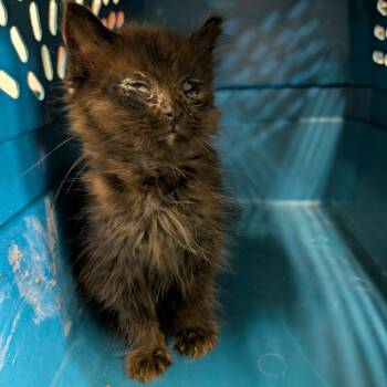 Scott -  Domestic Long Hair Cat for Adoption in Columbia, Missouri - Scott | PetCurious