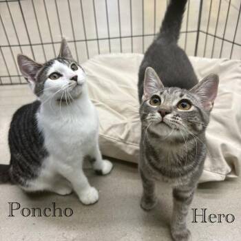 Poncho -  Domestic Short Hair Cat for Adoption in Hazlet, New Jersey - Poncho | PetCurious