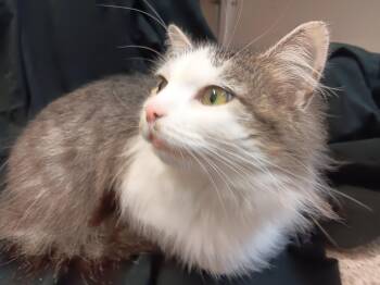 Maine Coon Cats Available for Adoption in North East, Maryland - Maddy | PetCurious