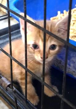 Baxter -  Domestic Long Hair Cat for Adoption in Crossville, Tennessee - Baxter | PetCurious