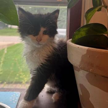 Forbes -  Domestic Medium Hair Cat for Adoption in West Olive, Michigan - Forbes | PetCurious