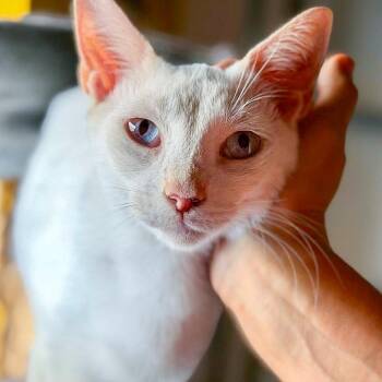 Lapis Lazuli -  Domestic Short Hair and Siamese Cat for Adoption in Falls Church, Virginia - Lapis Lazuli | PetCurious