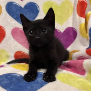 Shade 26-05-147 -  Domestic Short Hair Cat for Adoption in Bastrop, Texas - Shade 26-05-147 | PetCurious