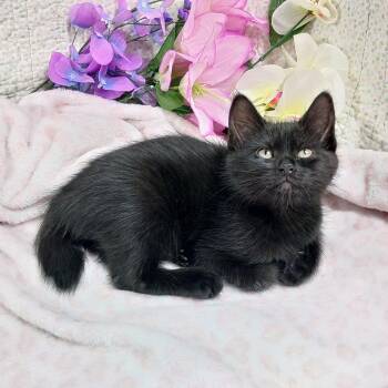 Iredale -  Domestic Short Hair Cat Available for Adoption in Hood River, Oregon - Iredale | PetCurious